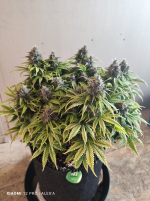 IMG_20230713_172341.jpg IMG_20230713_172341.jpg