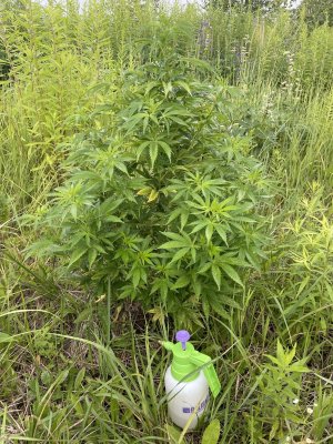 12E8AD8D-7D5B-41EC-8449-1BC583EED4E8.jpeg 12E8AD8D-7D5B-41EC-8449-1BC583EED4E8.jpeg