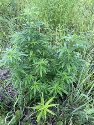 B5EF2DA9-32DA-43EE-B9D1-7247D82F0C9B.jpeg B5EF2DA9-32DA-43EE-B9D1-7247D82F0C9B.jpeg