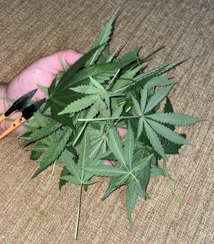 6CC7AEE2-040B-462F-BFD5-A3F616A8B52A.jpeg 6CC7AEE2-040B-462F-BFD5-A3F616A8B52A.jpeg