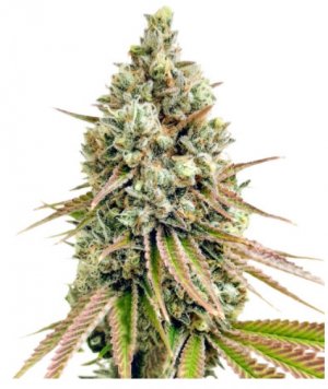 bruce banner.jpg bruce banner.jpg