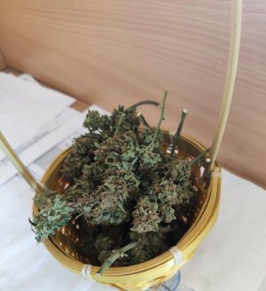 IMG_20230714_100905.jpg IMG_20230714_100905.jpg