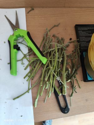 IMG_20230714_102706.jpg IMG_20230714_102706.jpg