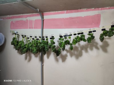 IMG_20230717_110627.jpg IMG_20230717_110627.jpg