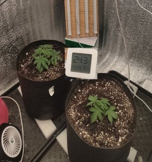 Picsart_23-07-17_18-19-35-209.jpg Picsart_23-07-17_18-19-35-209.jpg