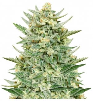 strawberry banana auto.jpg strawberry banana auto.jpg