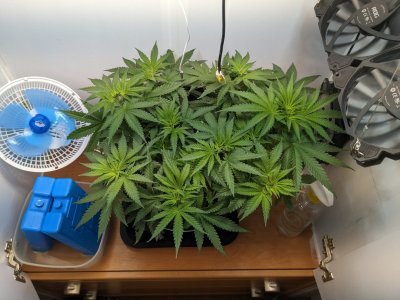 PXL_20230718_191642329.MP.jpg PXL_20230718_191642329.MP.jpg