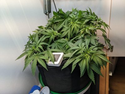 PXL_20230716_073022953.MP.jpg PXL_20230716_073022953.MP.jpg