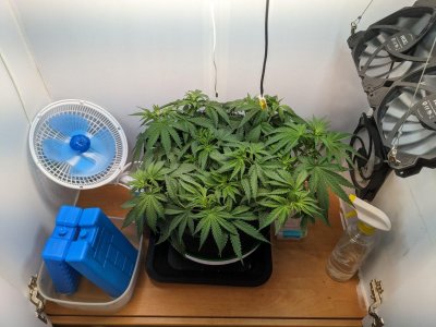 PXL_20230718_073859042.MP.jpg PXL_20230718_073859042.MP.jpg