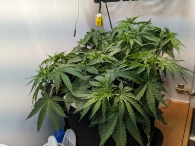 PXL_20230718_073944900.MP.jpg PXL_20230718_073944900.MP.jpg