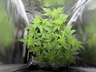 IMG_0082.jpeg IMG_0082.jpeg