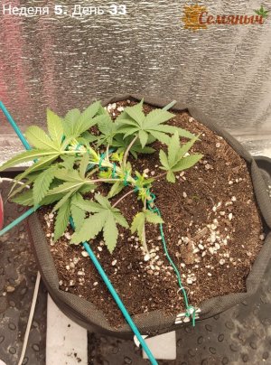 Picsart_23-07-25_10-17-11-366.jpg Picsart_23-07-25_10-17-11-366.jpg