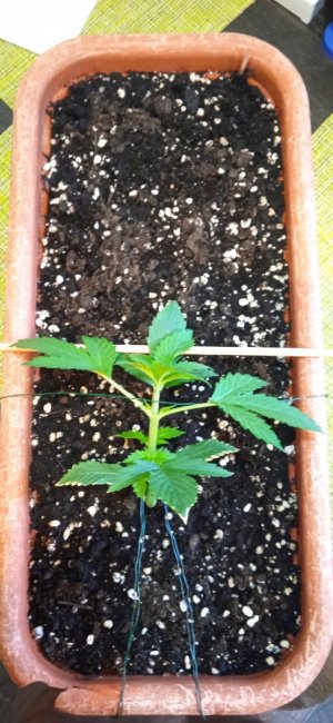 14дн_лст (5).jpg