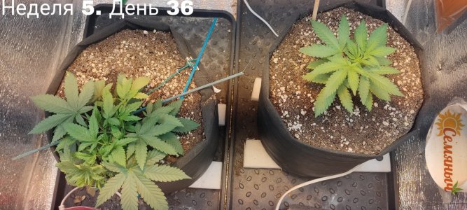 Picsart_23-07-28_09-31-22-716.jpg Picsart_23-07-28_09-31-22-716.jpg