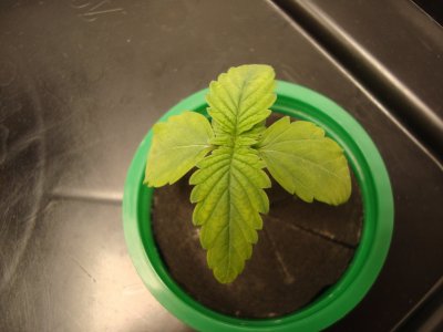 DSC00462.JPG DSC00462.JPG