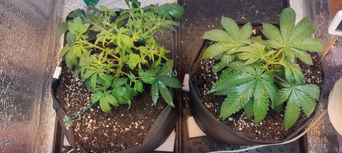 IMG_20230802_222836.jpg IMG_20230802_222836.jpg