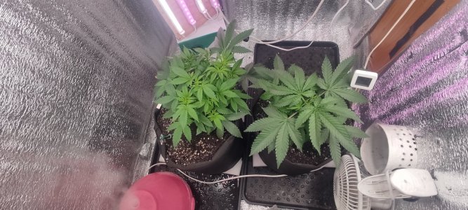 IMG_20230804_172305.jpg IMG_20230804_172305.jpg