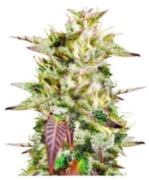 caramelo early version.jpg