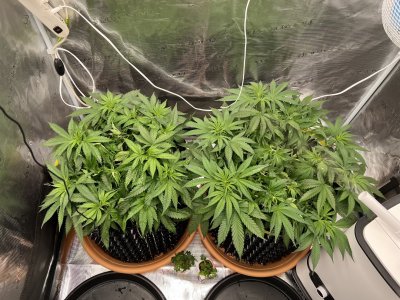 FBFDEBE2-084E-4E1A-8856-3C3FCEE95A55.jpeg FBFDEBE2-084E-4E1A-8856-3C3FCEE95A55.jpeg