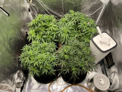 553DB395-F215-4B5B-982B-EBA5E032D24C.jpeg 553DB395-F215-4B5B-982B-EBA5E032D24C.jpeg