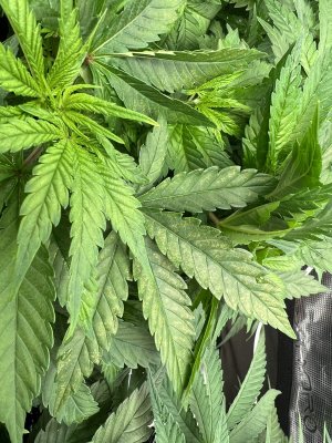 A25E86E6-2447-4ABC-B25F-BFBC17295E3B.jpeg A25E86E6-2447-4ABC-B25F-BFBC17295E3B.jpeg