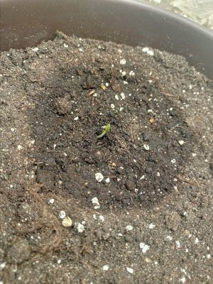 IMG20230806135051.jpg IMG20230806135051.jpg