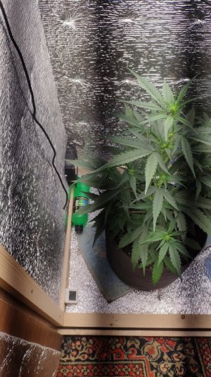 бутыль.jpg бутыль.jpg