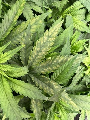 A1D521BF-7040-4E30-877E-38FA19B5709A.jpeg A1D521BF-7040-4E30-877E-38FA19B5709A.jpeg