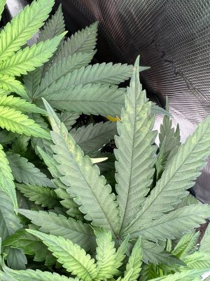 A7B41BB1-D318-40A7-9460-677D1BA65AD2.jpeg A7B41BB1-D318-40A7-9460-677D1BA65AD2.jpeg