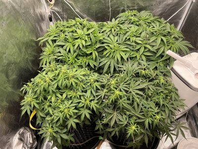 88F25C35-3373-4370-A855-142905CBD3C4.jpeg 88F25C35-3373-4370-A855-142905CBD3C4.jpeg