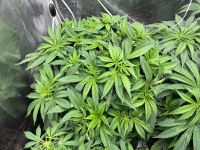 01E10425-2423-4CB6-A229-1CF33F0A525C.jpeg 01E10425-2423-4CB6-A229-1CF33F0A525C.jpeg