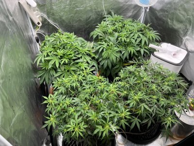 E06750C7-10B1-4296-ACA1-1824DA28E60A.jpeg E06750C7-10B1-4296-ACA1-1824DA28E60A.jpeg