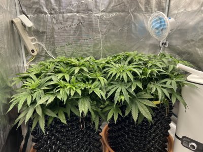 97CA1C8B-35CF-40E0-8FF5-7FC4708629C7.jpeg 97CA1C8B-35CF-40E0-8FF5-7FC4708629C7.jpeg