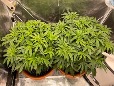 C8A49121-B53C-4280-9F03-03CCC6EF2275.jpeg C8A49121-B53C-4280-9F03-03CCC6EF2275.jpeg