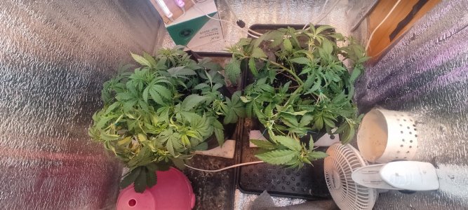 IMG_20230811_235804.jpg IMG_20230811_235804.jpg