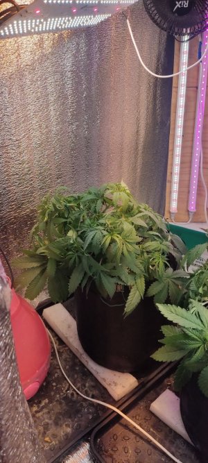 IMG_20230811_235819.jpg IMG_20230811_235819.jpg