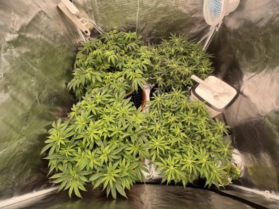 EF87B2F3-2F77-4CF3-AD32-F5D410671506.jpeg EF87B2F3-2F77-4CF3-AD32-F5D410671506.jpeg