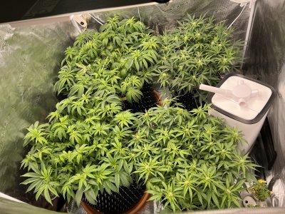 DCDDD666-8DB7-460E-A969-4D9808B5D2CB.jpeg DCDDD666-8DB7-460E-A969-4D9808B5D2CB.jpeg