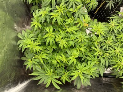 92F636BA-B5C9-4195-9B63-E83BB2D0CD51.jpeg 92F636BA-B5C9-4195-9B63-E83BB2D0CD51.jpeg