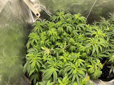 D3E7006F-F0FD-4BA2-98FE-403AD332E4D4.jpeg D3E7006F-F0FD-4BA2-98FE-403AD332E4D4.jpeg