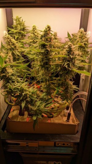 IMG_20230729_225958_688.jpg IMG_20230729_225958_688.jpg