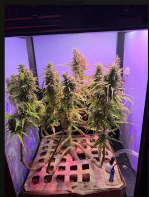 IMG_20230729_225959_381.jpg IMG_20230729_225959_381.jpg