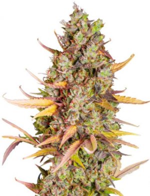 wedding cheesecake.jpg