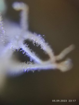 IMG_20230905_231727.jpg IMG_20230905_231727.jpg