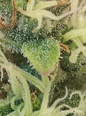 IMG_20230908_001137.jpg IMG_20230908_001137.jpg