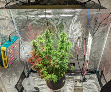 1694339701972.png 1694339701972.png