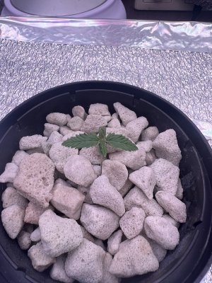 IMG_2716.jpeg IMG_2716.jpeg