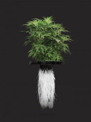 IMG_2741.jpeg IMG_2741.jpeg