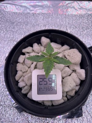 IMG_2749.jpeg IMG_2749.jpeg