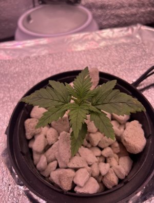 IMG_2811.jpeg IMG_2811.jpeg